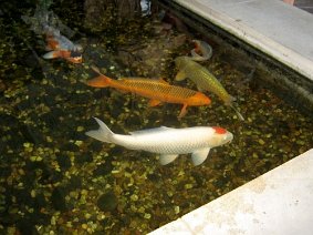 IMG 5150 JPG